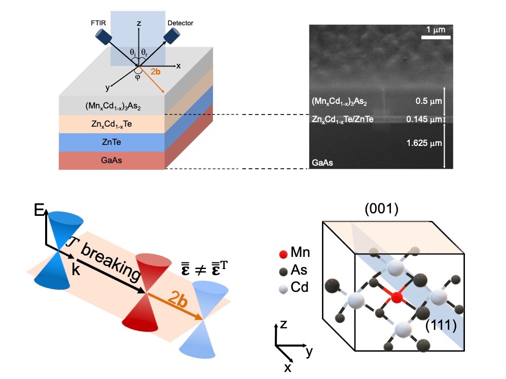 Strong optical nonreciprocity from magnetically doped Dirac semimetals